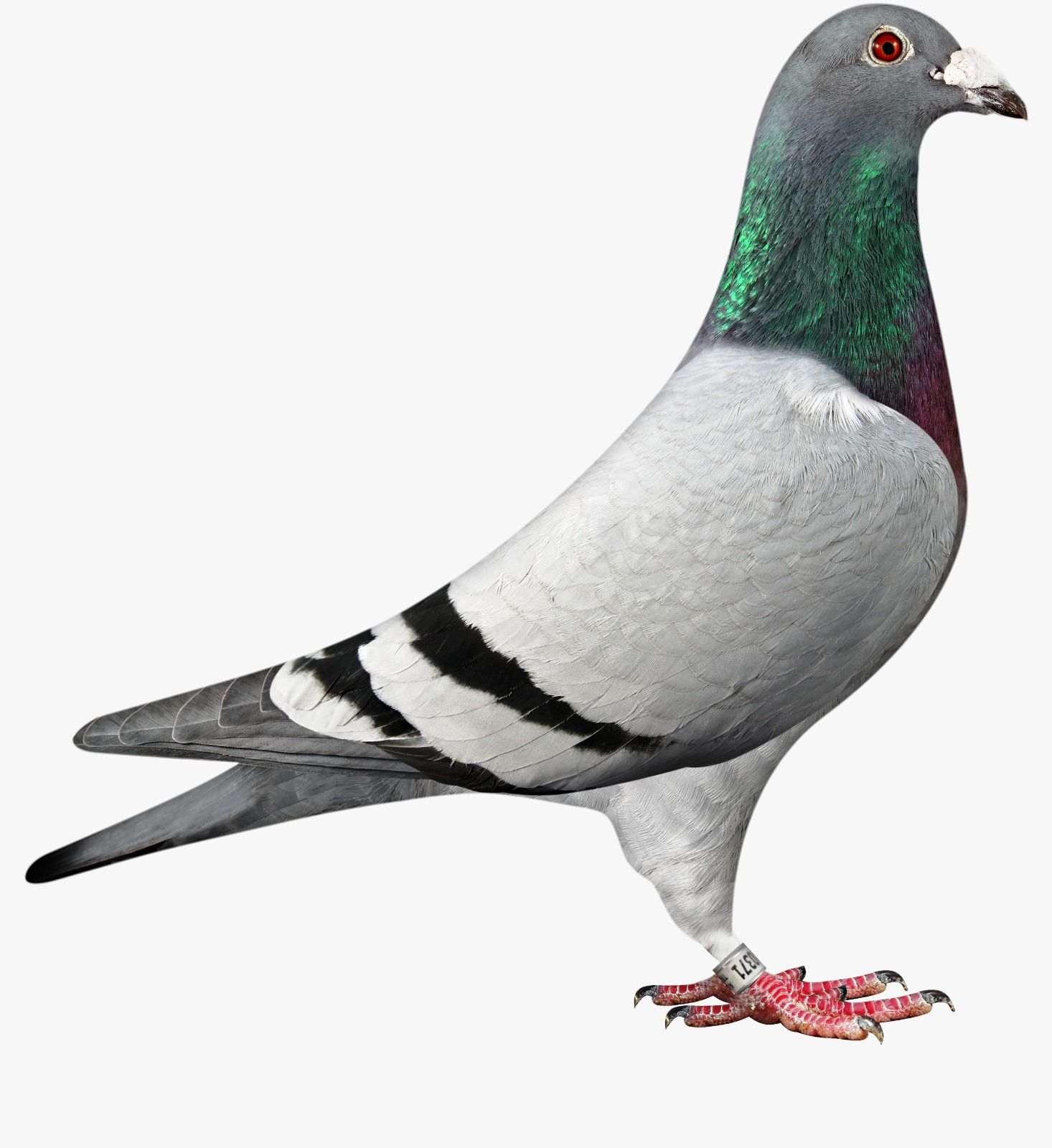 pigeon left