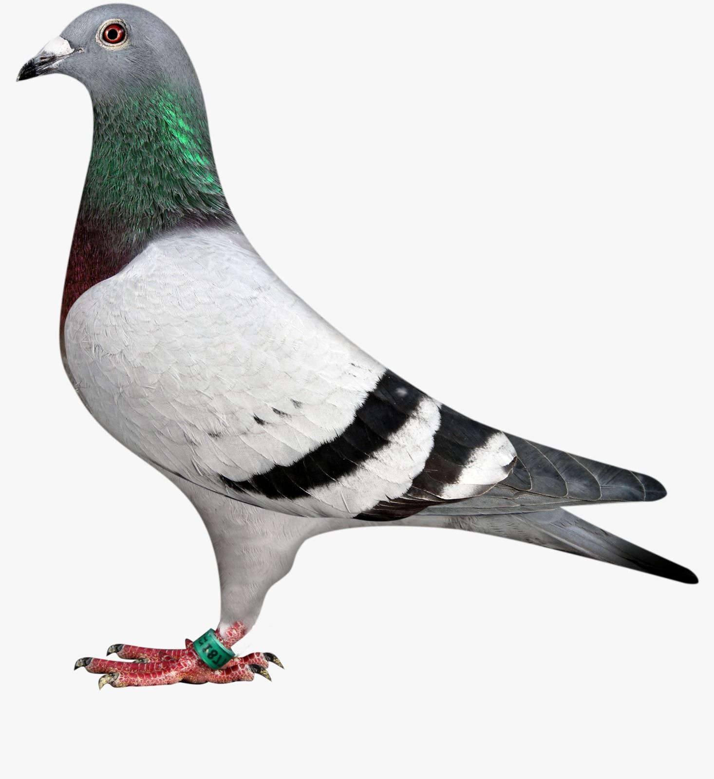 pigeon right